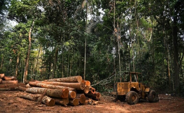 Guinée. La coupe du bois suspendue jusqu&rsquo;à nouvel ordre 