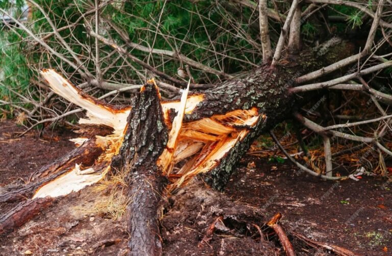 Kourouma : un arbre chute et tue quatre femmes au champs  