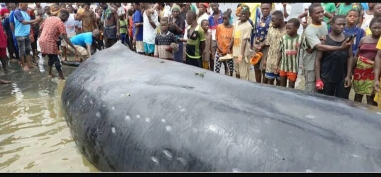 Forécariah : Une baleine fait un flop sur l&rsquo;île de Matakong 