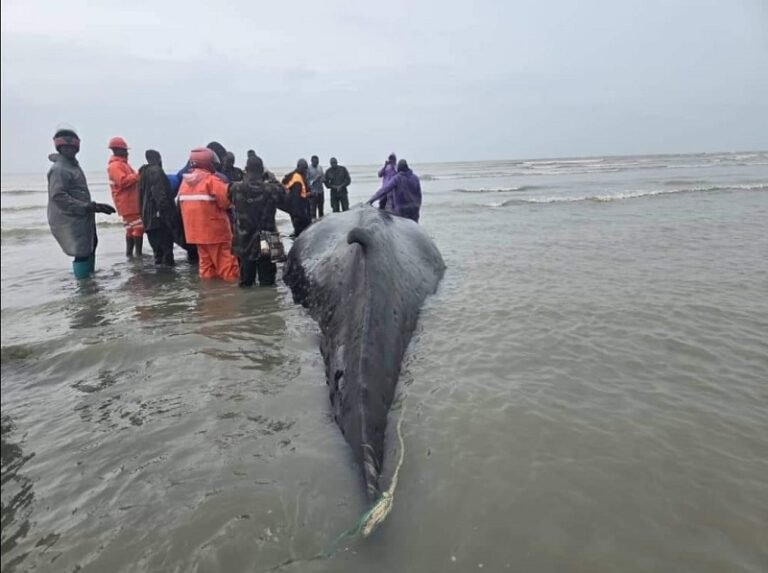 Forécariah. La baleine n’a pas pu être sauvée par les autorités 