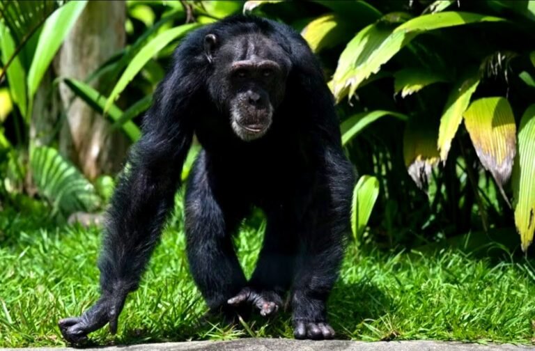La Colombie transfère son dernier chimpanzé captif au Brésil