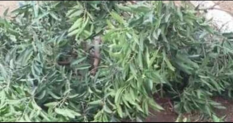 Kindia : Une tornade fait un mort et d’importants dégâts matériels à Bangouya 