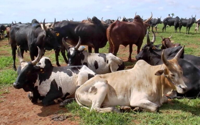 Transhumance : un nouvel ultimatum donné aux éleveurs maliens pour quitter la Guinée