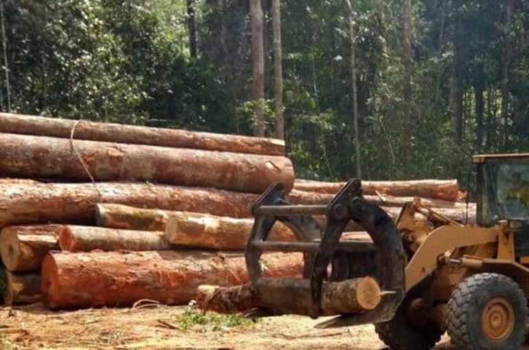 Guinée : interdiction temporaire de la coupe et du transport du bois sur l’ensemble du territoire national