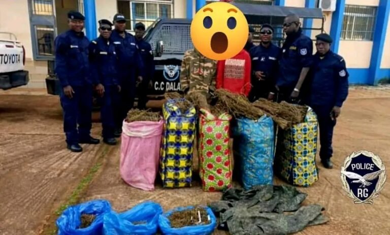 Dalaba : Saisie de chanvre indien et démantèlement d’un point de stockage par la Police