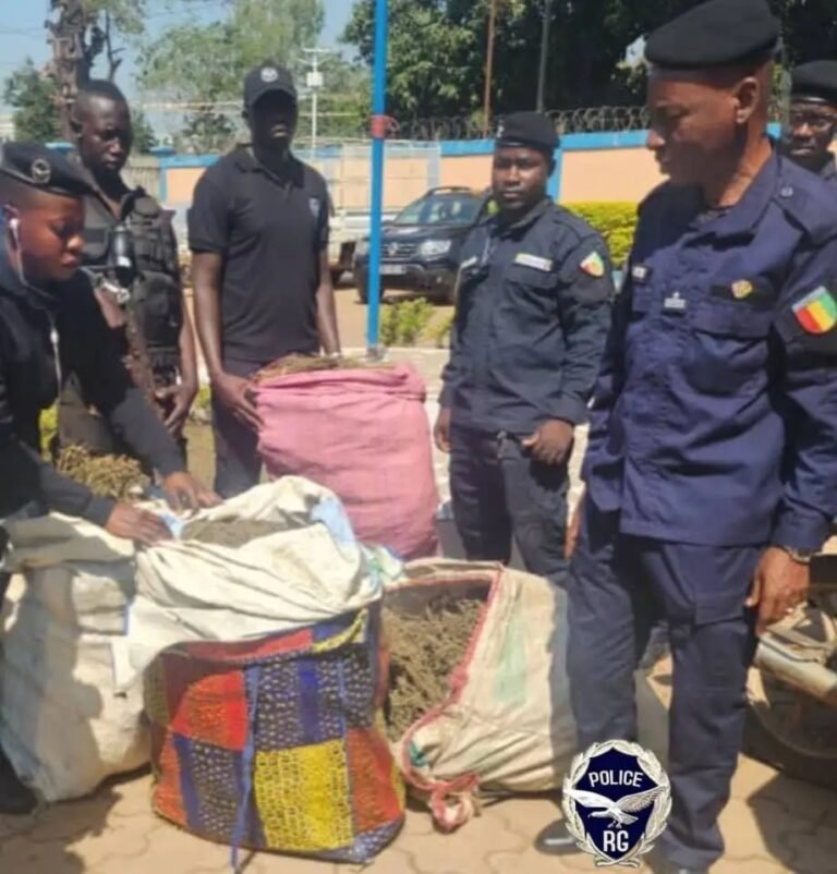 Trafic de drogue : une saisie de 600 kg de cannabis réalisée à Faranah
