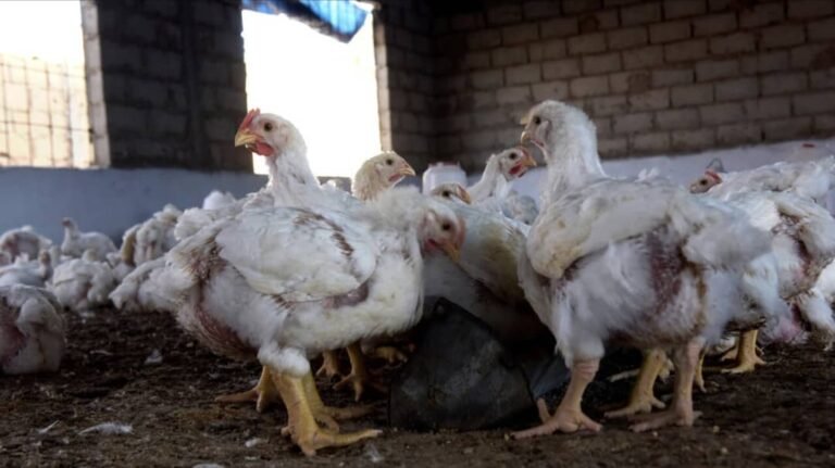 Grippe aviaire H5N1 : la Guinée renforce sa vigilance face à la menace régionale