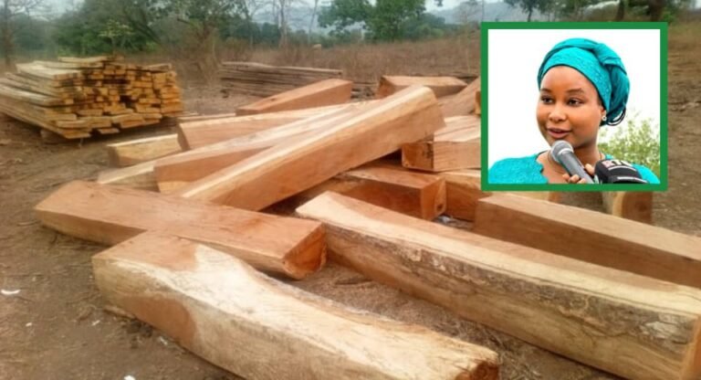 Guinée : le gouvernement suspend la coupe, le transport et l&rsquo;exportation du bois jusqu&rsquo;au 30 septembre